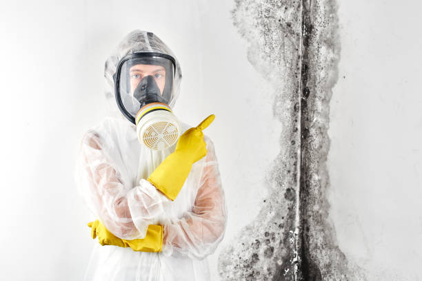 Best Environmental Consulting for Mold Prevention  in Wymore, NE