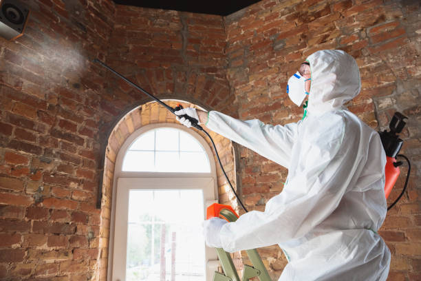 Best Black Mold Removal  in Wymore, NE